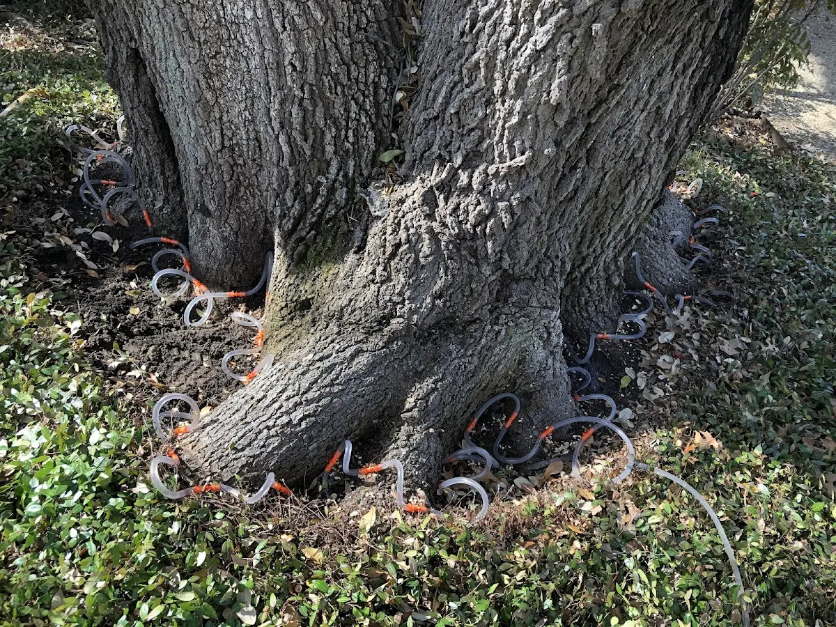 Detailed Tree Cabling and Bracing job site in Summerville