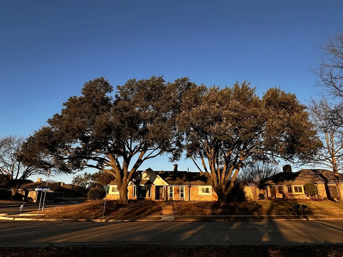 Established residential canopy tree shading a home in Summerville