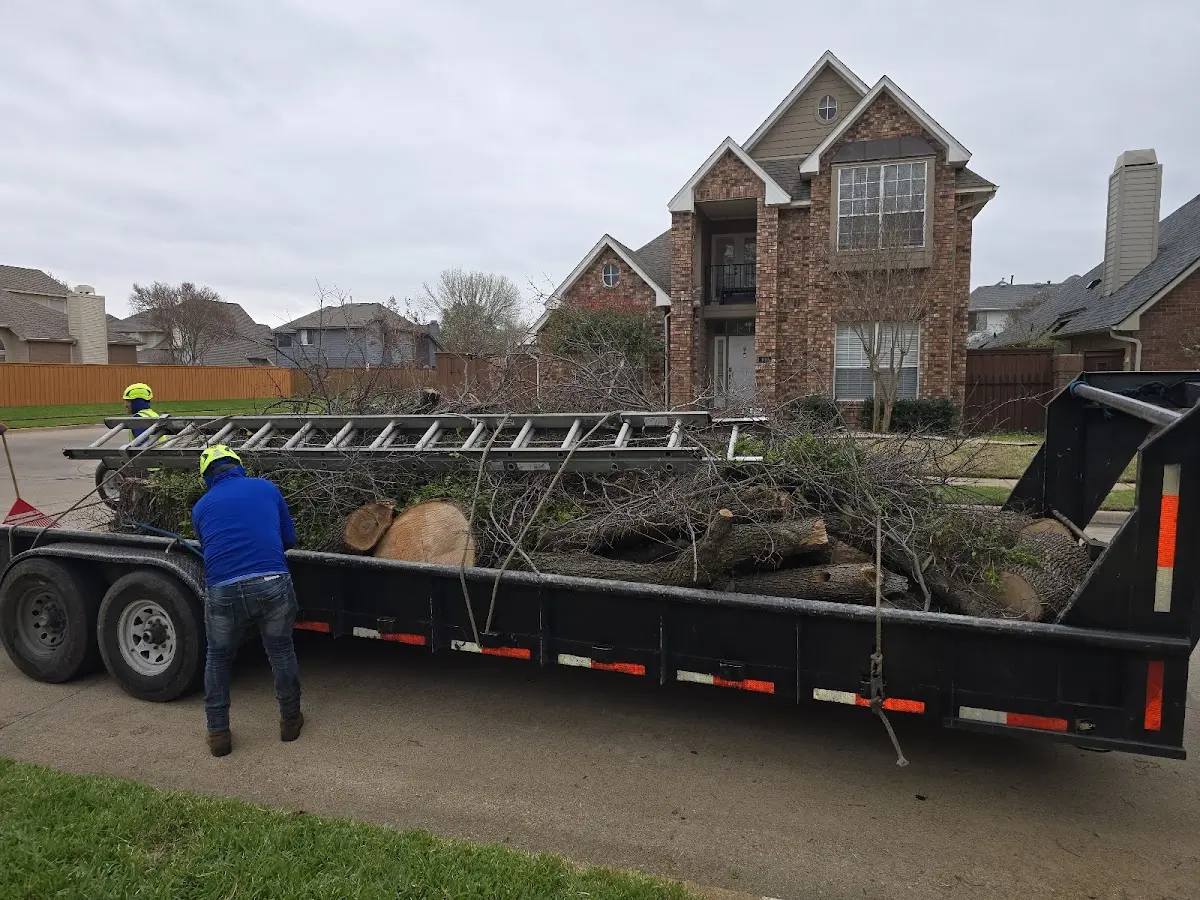 Expert Tree Fertilization with proper safety equipment in Summerville